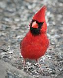 Cardinal On The Ground_24784